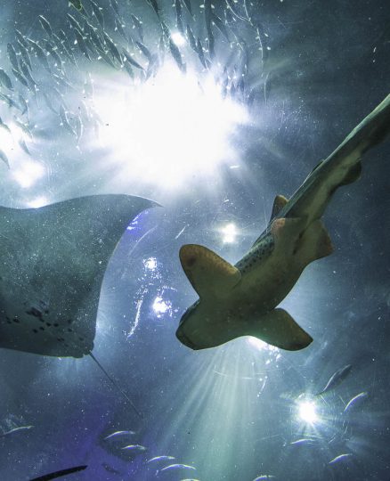 ThinkstockPhotos-476972700 Biggest aquarium in the world